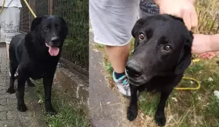 Szukamy domu dla Tajsona - samotnego psa, który kocha ludzi!