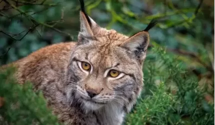 Światowy Dzień Zwierząt – sprawdź, jak chronić zagrożone gatunki