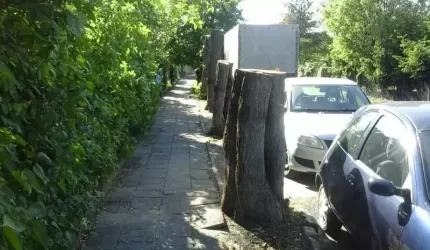 Wycinają wiekowe lipy w Malczycach (list do redakcji)