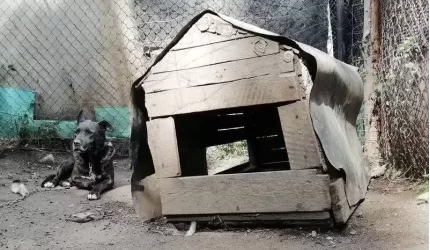 Zwierzę nie jest rzeczą, to nie zabawka!