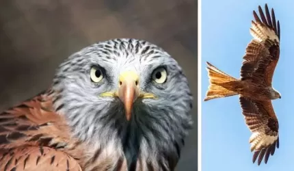 Wzrasta populacja kani rudej w naszym powiecie