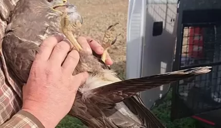 Policjanci zaopiekowali się rannym drapieżnikiem