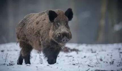 Ponad 200 nowych ognisk ASF u dzików, w tym na terenie powiatu średzkiego
