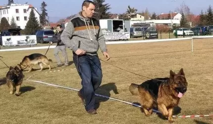 Wystawa owczarków niemieckich w Miękini