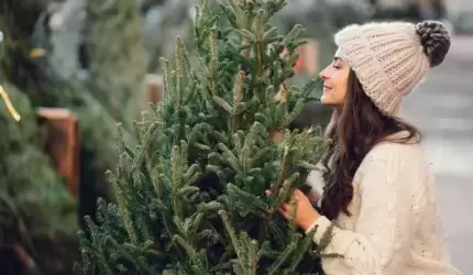 Choinkobranie 2024 w Nadleśnictwie Miękinia