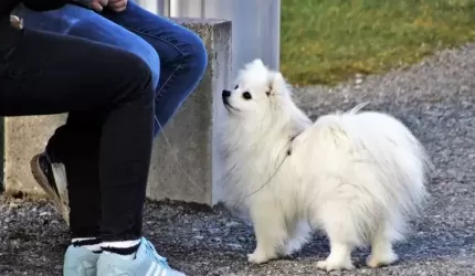 Wyższe mandaty dla właścicieli i opiekunów zwierząt