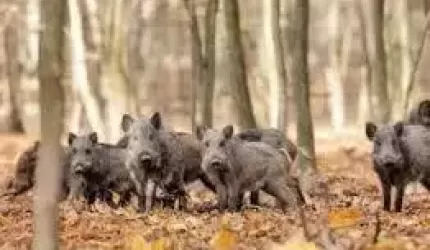Afrykański pomór świń - bioasekuracja gospodarstwa