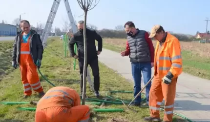 Więcej drzew! Powiat rozpoczął zapowiadane nasadzenia