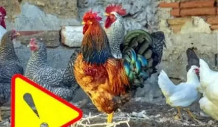 Uwaga! Zagrożenie ptasią grypą