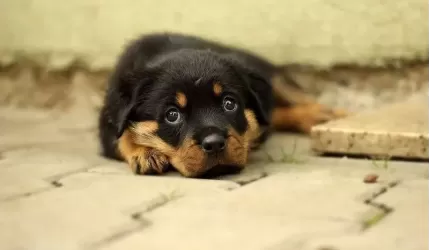 Psy w Chomiąży (prośba o interwencję)