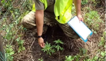 Kolizje, wypadki, pijani kierowcy i narkotyki