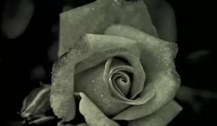 Kondolencje dla Rodziny śp. Wacława Jaskuły