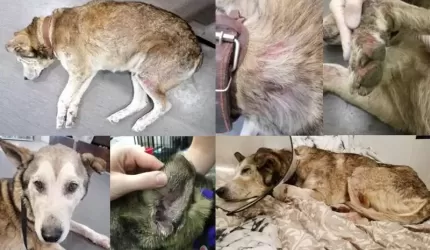 Straż ds. Ratownictwa Zwierząt: "Skrajnie zaniedbał psa i utrudniał czynności"