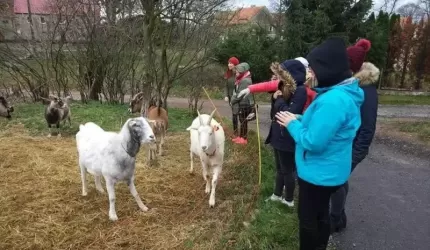 Świąteczna pomoc dla zwierzaków