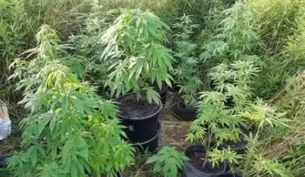 17-latek odpowie za przestępstwo narkotykowe