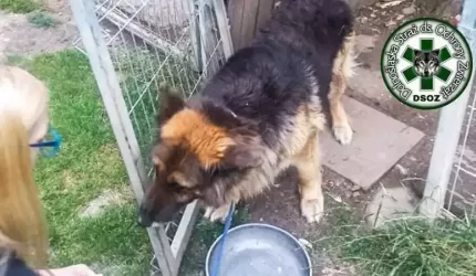 Nowa organizacja ratująca zwierzęta poszukuje osób do współpracy