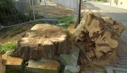 Odp. UM na list Czytelnika „Niewytłumaczalne niszczenie przyrody w Środzie Śląskiej” opublikowany w Echo Średzkie 20.04.2021 r.