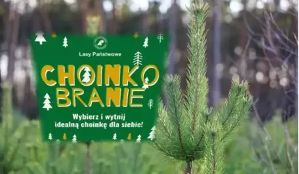 Choinkobranie przy ognisku w Nadleśnictwie Miękinia