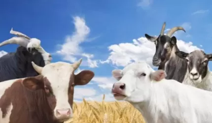 "Dobre praktyki przy pracy ze zwierzętami hodowlanymi"