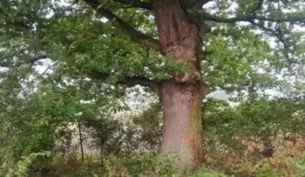 Wyjaśnienie dotyczące nieprawdziwych informacji