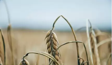 Komunikat dla Rolników – susza 2019