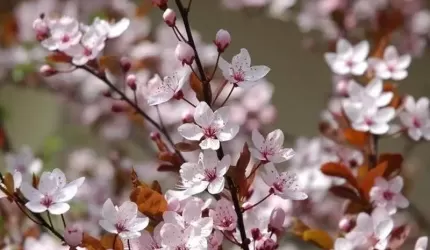 Będzie kwieciście przy świetlicy w Wilkszynie