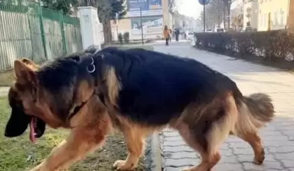 Co zrobić gdy zauważymy zagubionego lub bezdomnego psa?