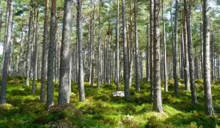 Gmina Miękinia przypomina - las to nie śmietnik!