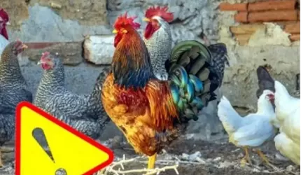 Uwaga! Grypa ptaków