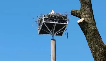 Bociany z ulicy Mostowej z nowym lokum