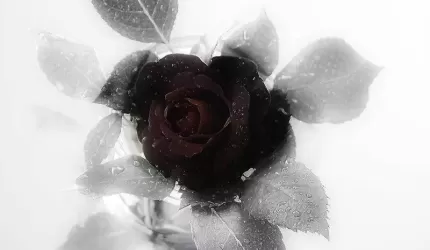 Podziękowania za kondolencje i wsparcie