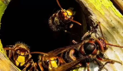 Co robić gdy zauważymy rój pszczół, gniazdo os czy szerszeni?