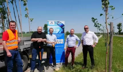 W miejsce skradzionych drzewek posadzono nowe