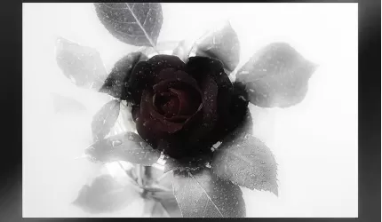 Kondolencje od Władz Powiatu Średzkiego