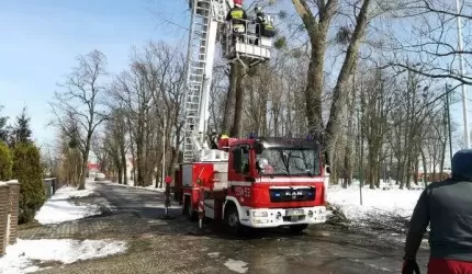 Konar spadł na jezdnię - interweniowali strażacy