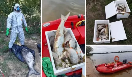 Kilkaset kg śniętych ryb w Odrze, wypadki, lokalne podtopienia [raport strażaków]