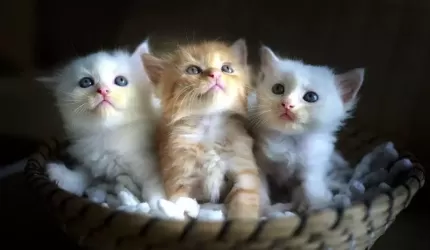 Dziś święto Mruczka