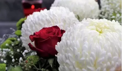 ARiMR: Pomoc dla posiadaczy chryzantem – najważniejsze informacje