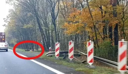 Najechał na dzika i uderzył w barierki