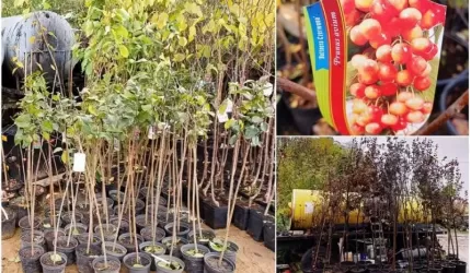 Powiat ma kolejną dobrą wiadomość dla miłośników zieleni