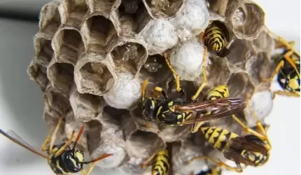 "Odganiają" owady u innych, sami nie mogą "odgonić się" od zgłoszeń
