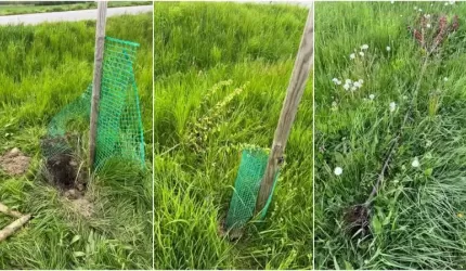 Kolejne akty wandalizmu w powiecie. Tym razem ucierpiały drzewa