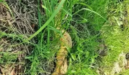 Jak wąż dusiciel trafił do ogrodu?