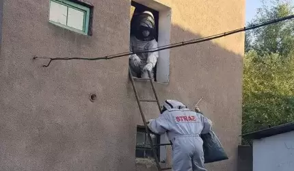 Likwidacja gniazda szerszeni w Piekarach