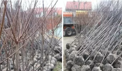 Jesienne nasadzenia - powiat zaprasza do wsparcia akcji