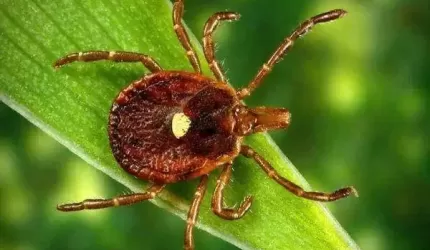 Borelioza i kleszczowe zapalenie opon mózgowo-rdzeniowych
