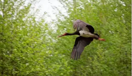 Dzika przyroda w obiektywie mieszkańca Ciechowa