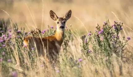 Miłośnik przyrody apeluje do myśliwych (list)