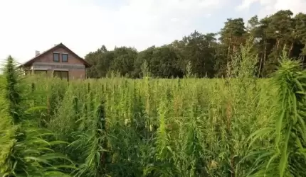 Plantacja konopi w Źródłach