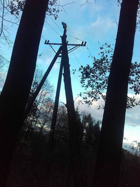 drezwo1